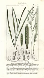 Eelgrass ou seawrack, marina Zostera