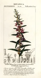 Varinha européia, Lythrum virgatum