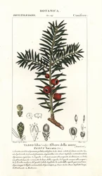 Teixo europeu, Taxus baccata