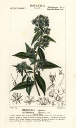 Falso fiddleleaf, Hydrolea spinosa