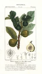 Figueira e fruto, Ficus carica