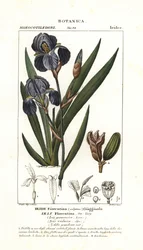 íris florentina, Iris germanica var florentina