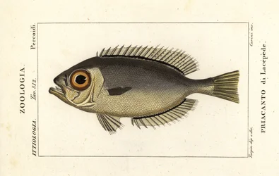 Patudo Glasseye, Heteropriacanthus cruentatus