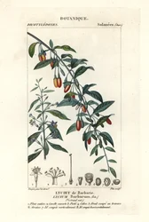Goji berry, Lycium barbarum