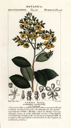 Gomphia nitida