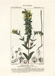 Maior chocalho amarelo, Rhinanthus alectorolophus