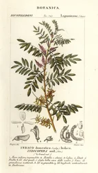 Índigo guatemalteco, Indigofera suffruticosa
