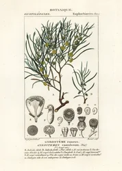 Gyrostemon ramulosus tree