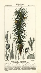 Musgo de maçã de Haller, Bartramia halleriana