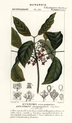O fuso de Hamilton, Euonymus hamiltonianus