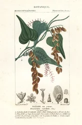 Árvore de Himber, Rajânia cordata