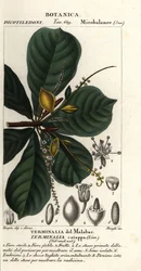 Amêndoa indiana, Terminalia catappa
