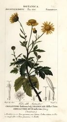 Crisântemo indiano, Chrysanthemum indicum