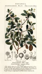 Ameixa indiana, Flacourtia indica