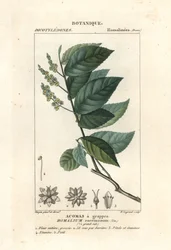 Pau-ferro, Homalium clusterum