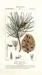 pinho de pedra italiano, Pinus pinea