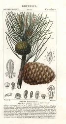Pinheiro-manso italiano, Pinus pinea, Pinheiro-manso