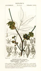 pimenta-da-jamaica, Chimonanthus praecox
