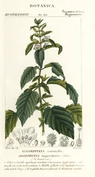 Imperatriz Josefina