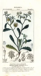 Madame Gorgon, Acicarpha tribuloides