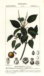 Manchineel ou macieira de praia, Hippomane mancinella