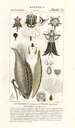 Milkweed, Asclepias syriaca