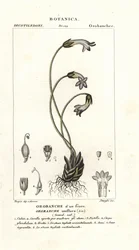 Broomrape de uma flor, Orobanche uniflora