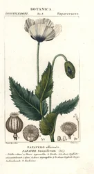 Papoila opiácea, Papaver somniferum, Papavero officinale