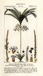 Palmeira, Geonoma maxima