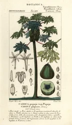 Papaieira, papaieira ou papaieira e fruta, papaieira Carica