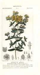 Perfurar erva de São João, Hypericum perforatum