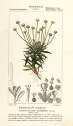 Pipewort, Paepalanthus dendroides
