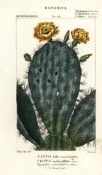 Pera espinhosa, Nopalea cochenillifera