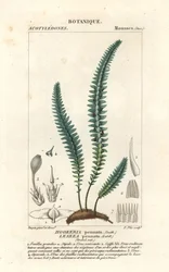 Musgo de pena ou musgo de feto falso, Cyathophorum bulbosum