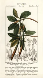 Mangue vermelho, mangue Rhozophora mangle