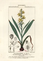 Raiz vermelha, Wachendorfia thyrsiflora