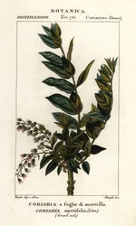 Árvore Redoul, Coriaria myrtifolia