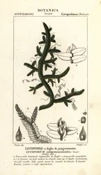 Samambaia Selaginella jungermannioides