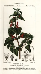 Sálvia de folhas brilhantes, Salvia formosa