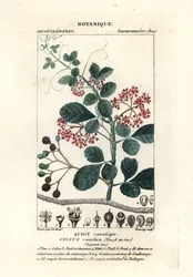 Colher de árvore, Cissus obovata