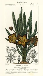 Flor de estrela do mar ou planta de carniça, Stapelia hirsuta