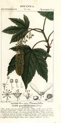 Ácer de sicómoro ou ácer planetário, Acer pseudoplatanus