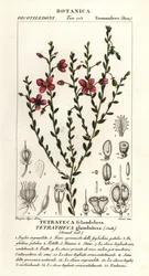 Tetratheca glandulosa