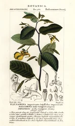 Toca-me - não bálsamo, Impatiens noli-tangere