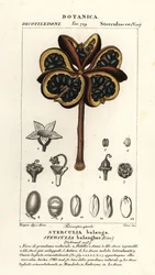 Castanheiro tropical ou nawa, Sterculia balanghas