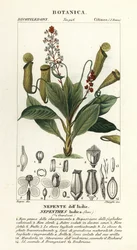 Planta de jarro tropical, Nepenthes distillatoria