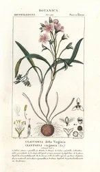 Virginia springbeauty, Claytonia virginica