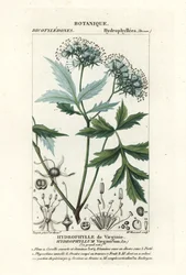 Folha de água da Virgínia, Hydrophyllum virginianum