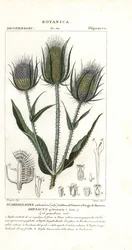 Cardo selvagem ou cardo de fuller, Dipsacus fullonum