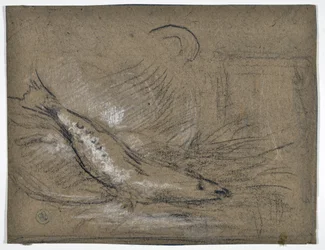 Estudo do peixe (desenho)